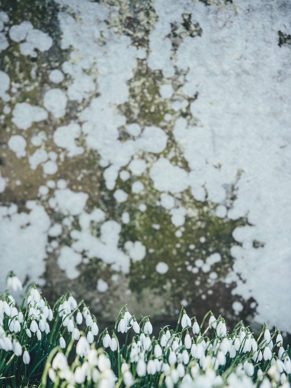 Weiße Blütenknospen selektive Fokusfotografie