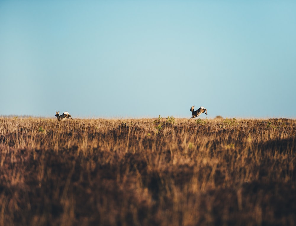 two brown deer running on brown grass field at daytime