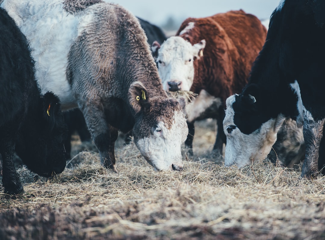 Cows grazing