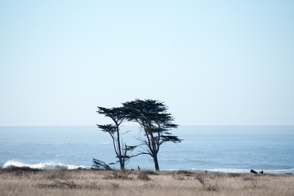 green tree near body of water during daytime