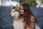 A smiling woman playing with her Siberian husky.