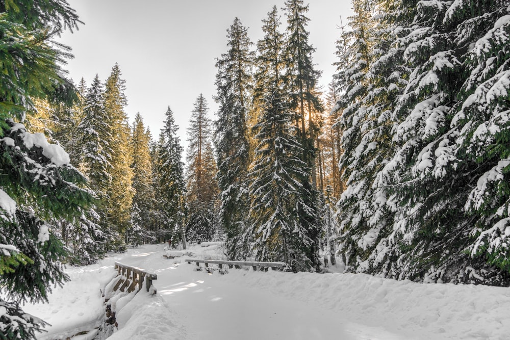 green pine trees covered with snow