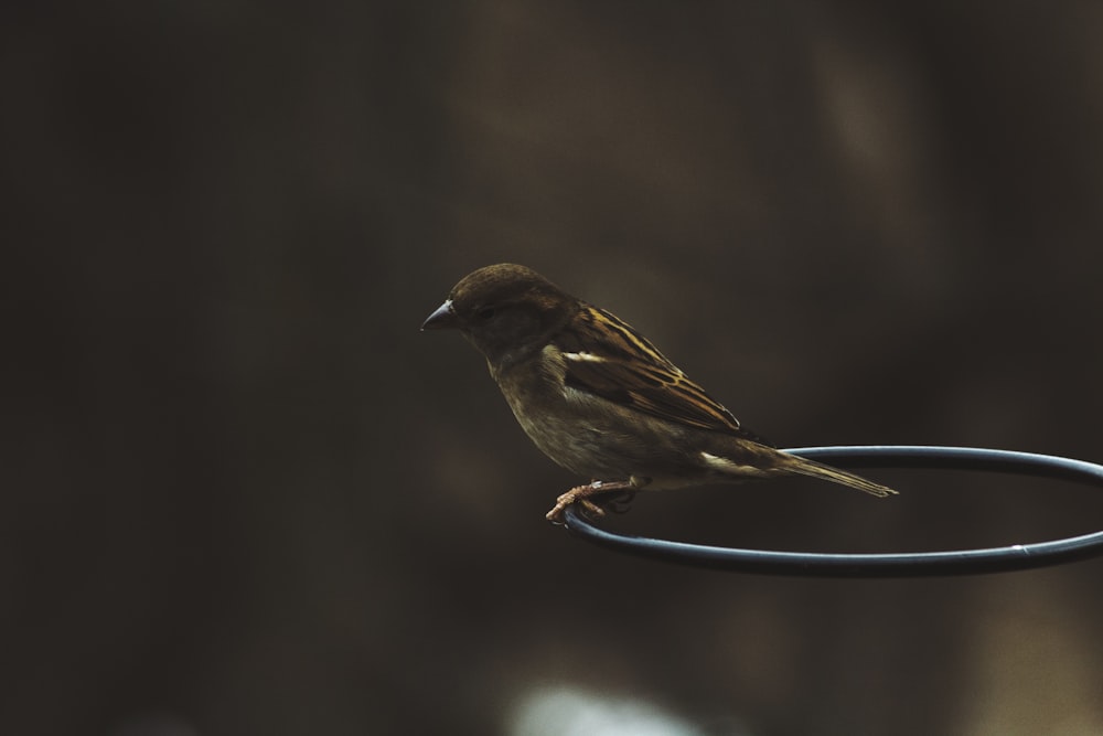 brown sparrow on black steel ring in tilt shift lens photography