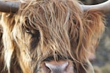 A close-up of a Highland calf with its distinctive long hair and curious eyes.