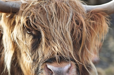 A close-up of a Highland calf with its distinctive long hair and curious eyes.