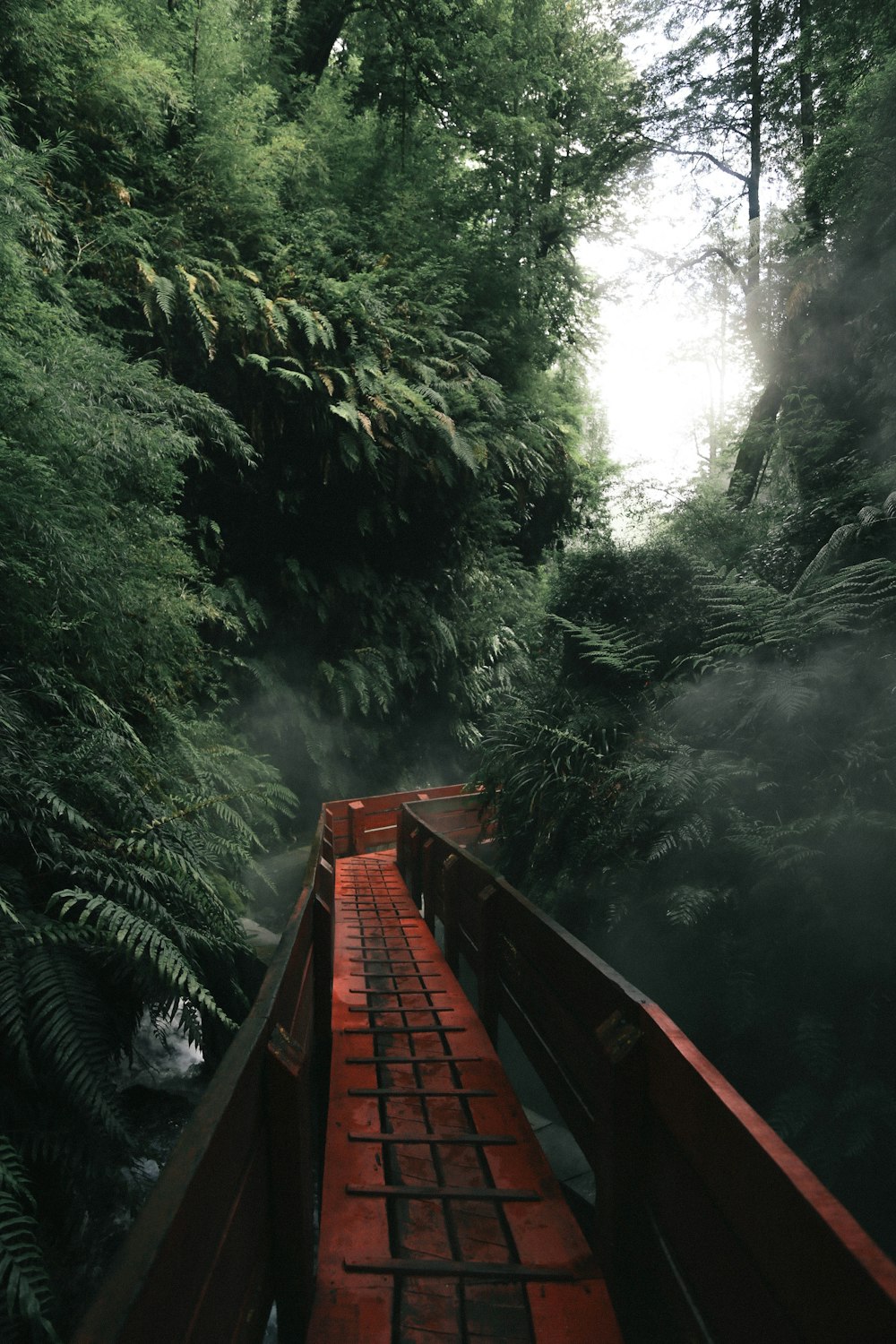 A red walking pathway that travels through a heavily treed forest.