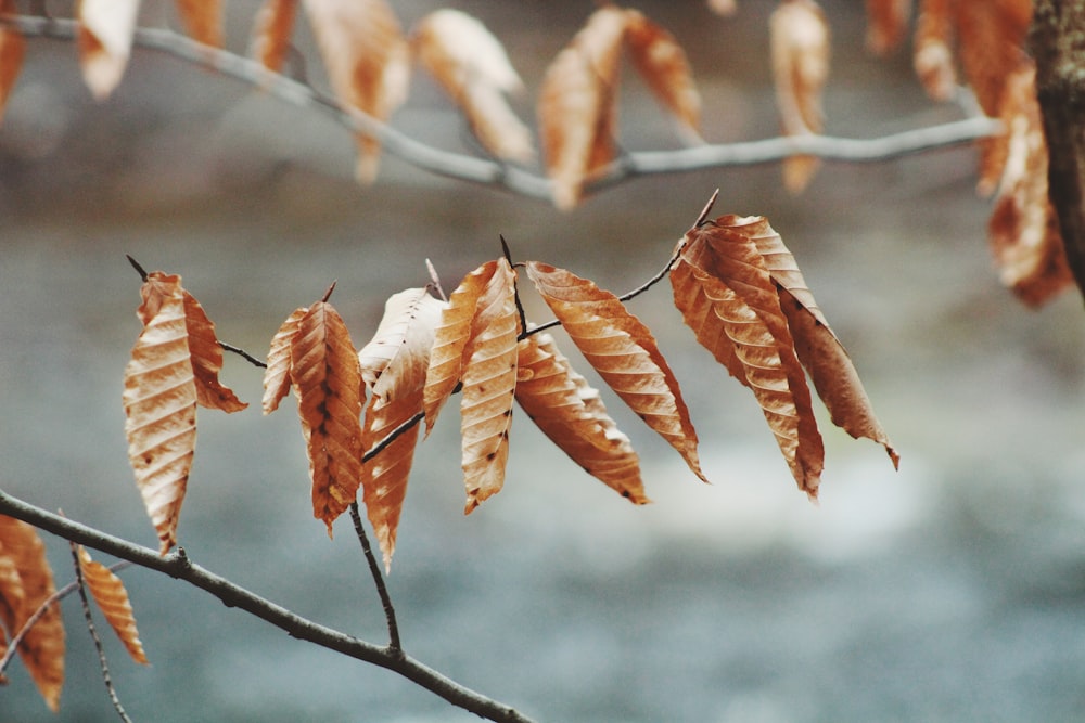 selective focus of brown leaves