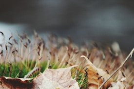 Close-up of dried leaves and thin, brown-tipped plant stems on a bed of green moss against a blurred, dark background.