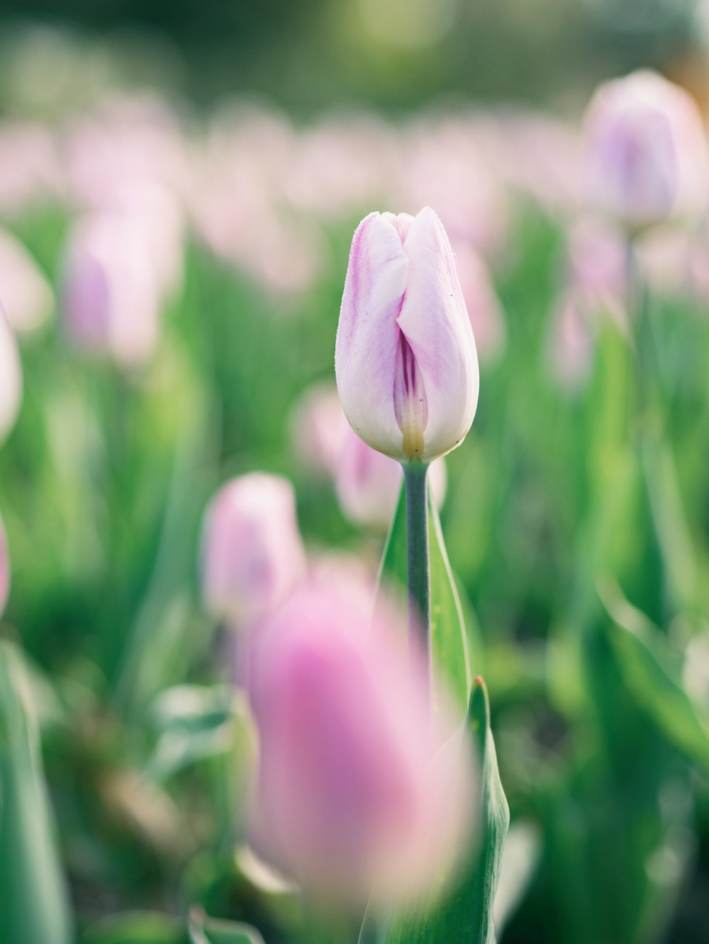tulipano dai petali rosa fotografia a fuoco selettiva