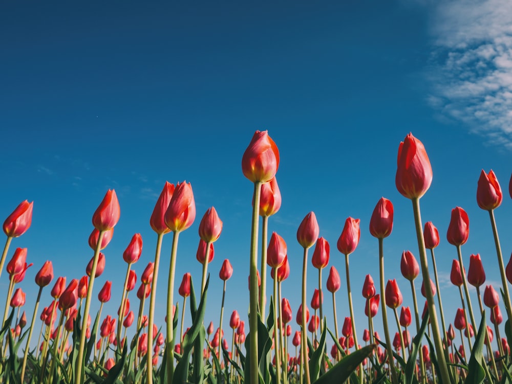 landscape photography of red tulips