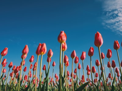 Single tulip in vase