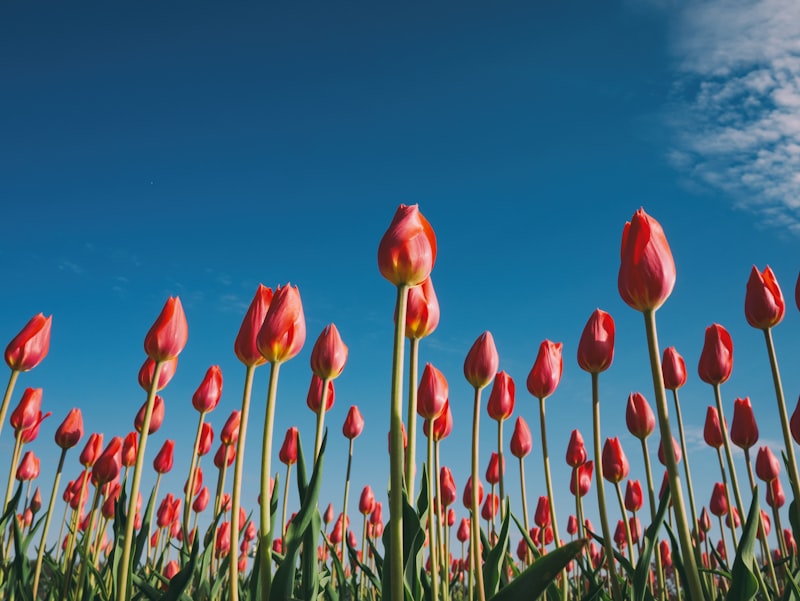 Spring tulips in bloom