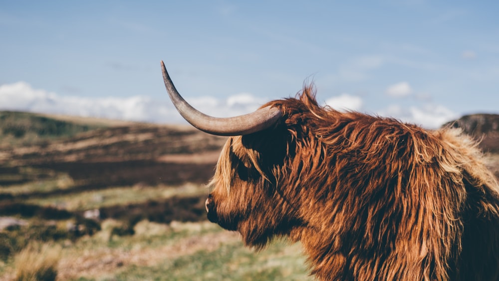 closeup photo of ox near grass