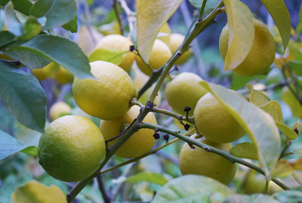 fruta bege redonda