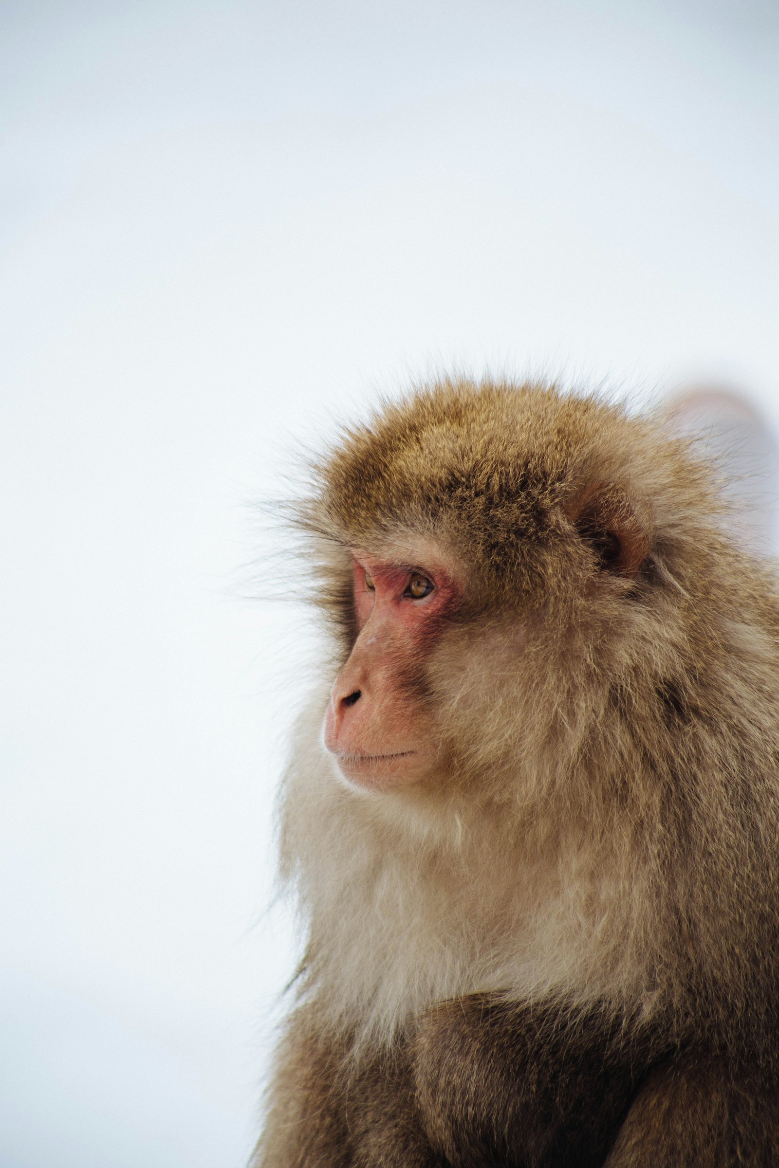 Canon EOS 6D + Canon EF 75-300mm f/4-5.6 sample photo. Brown monkey on closeup photography