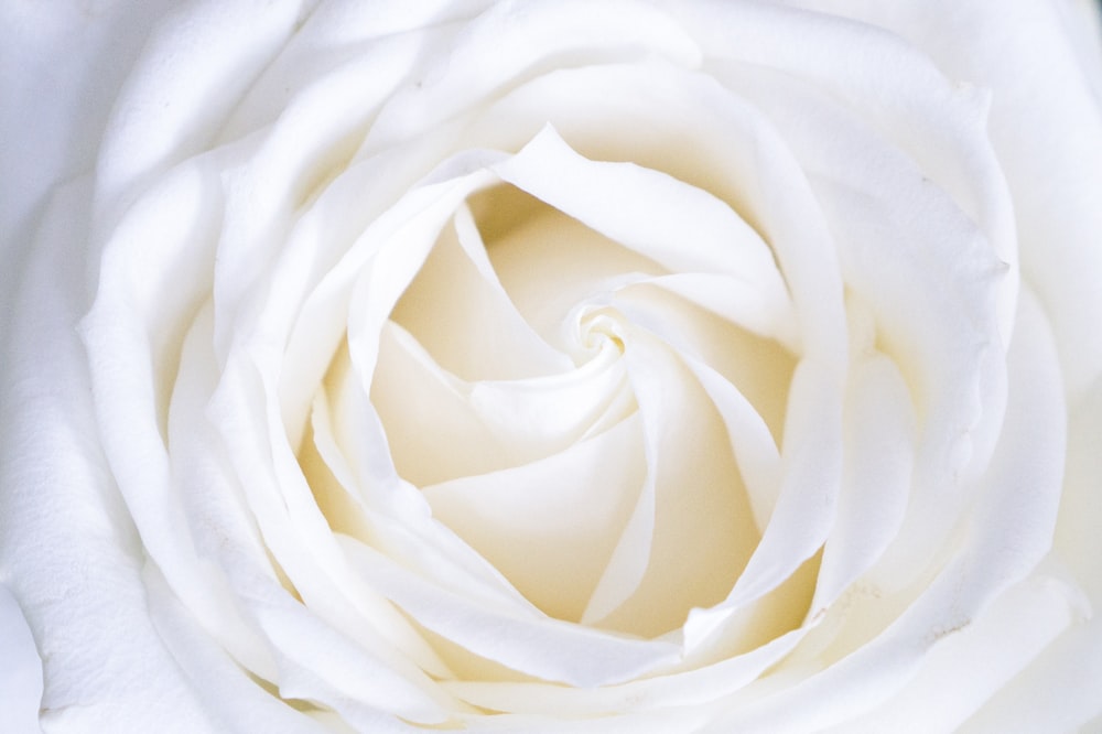 Fotografía de primer plano de la rosa blanca