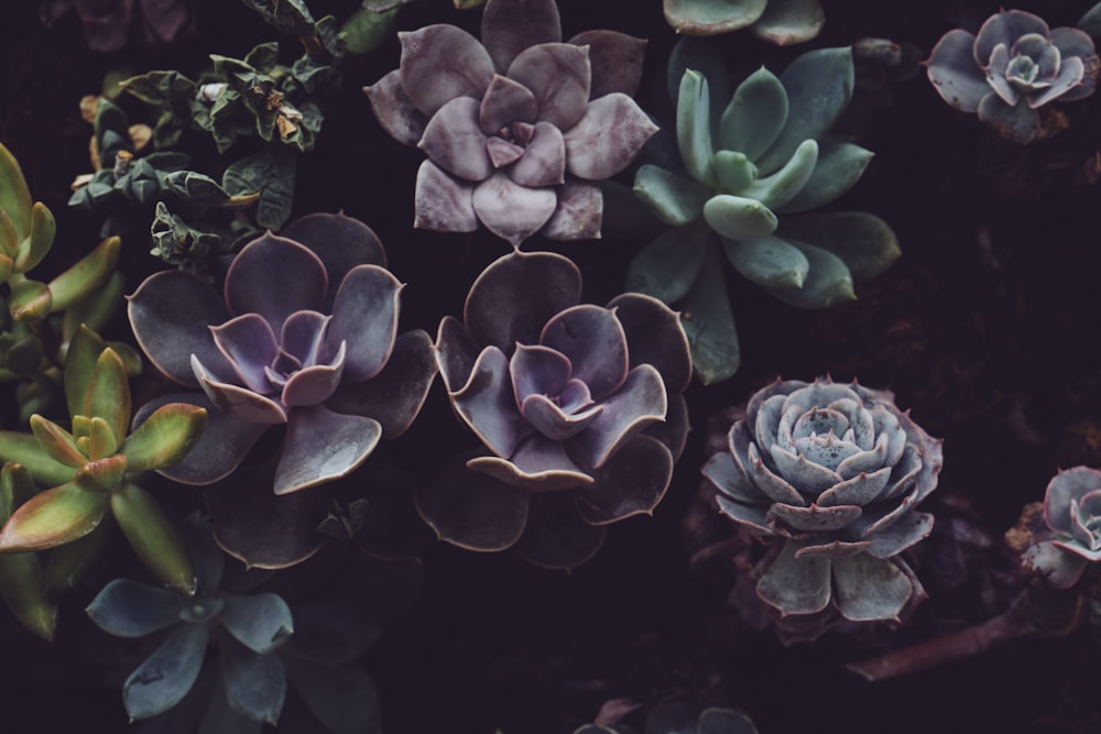 Cerrar foto de plantas suculentas