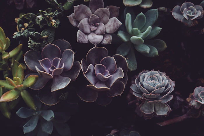 Close-up of drought-tolerant succulent plant textures