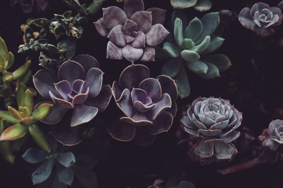 Close-up of climate-appropriate succulent and native plant textures