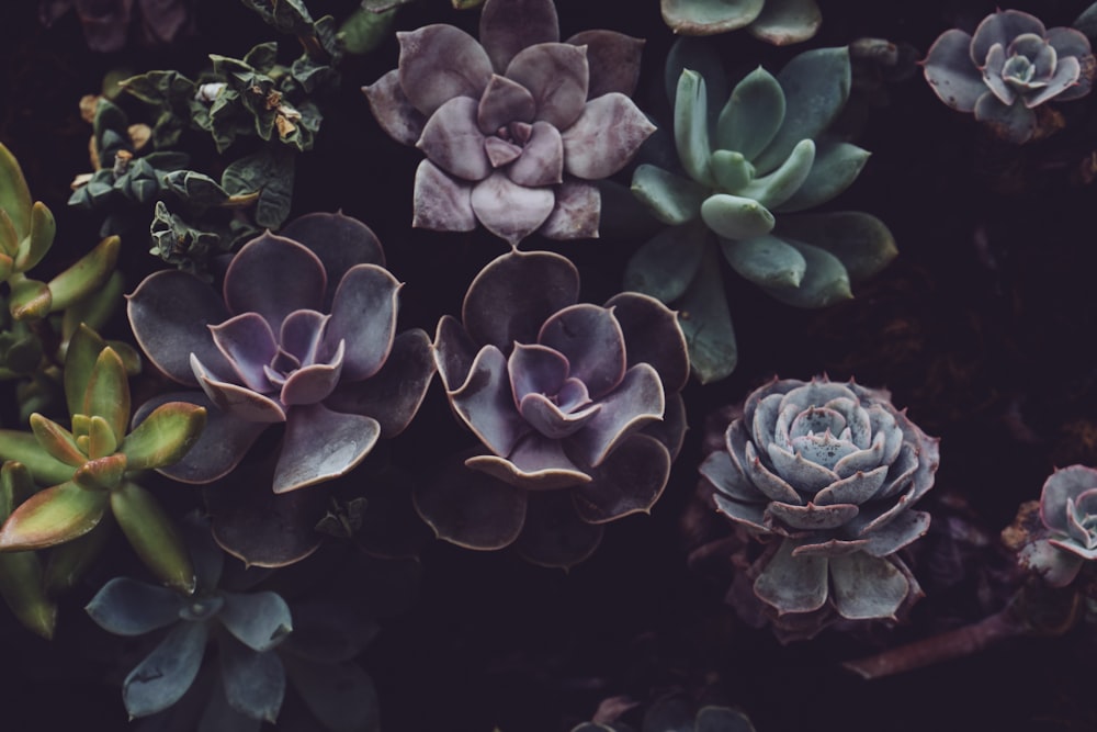 close photo of succulent plants