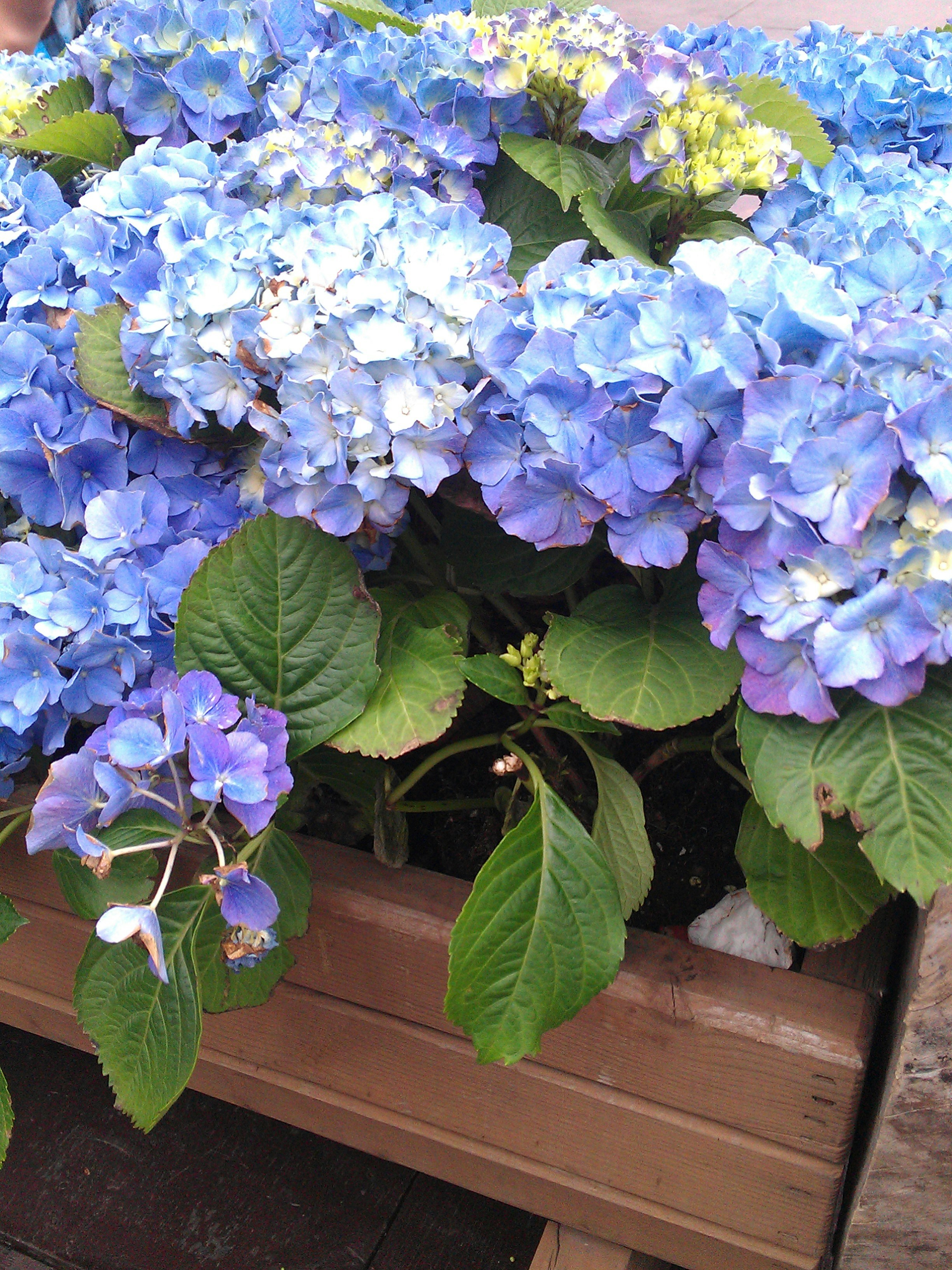 Free Unsplash photo from Peyrong Yang