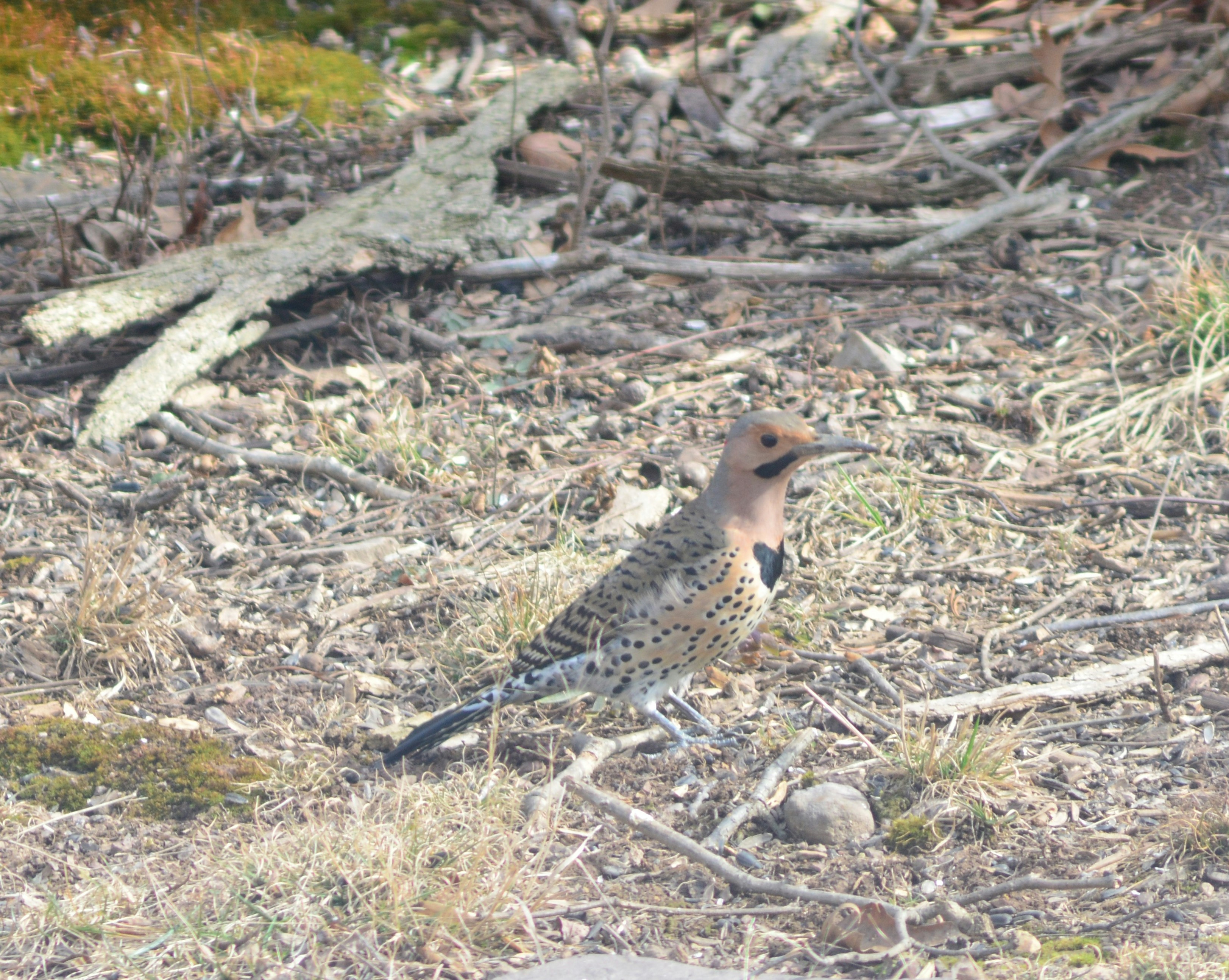 Free Unsplash photo from john bell