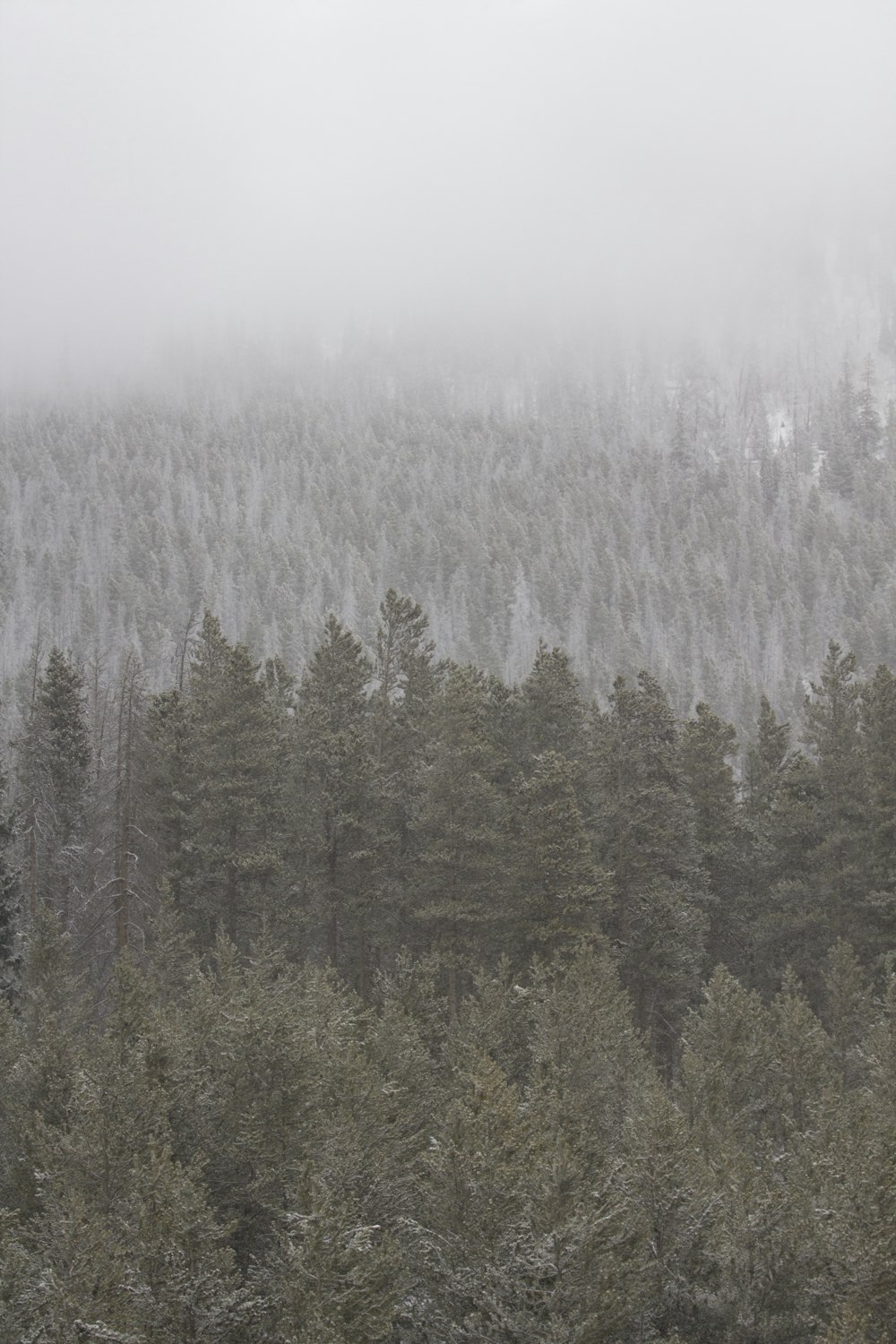 green trees surrounded by snow