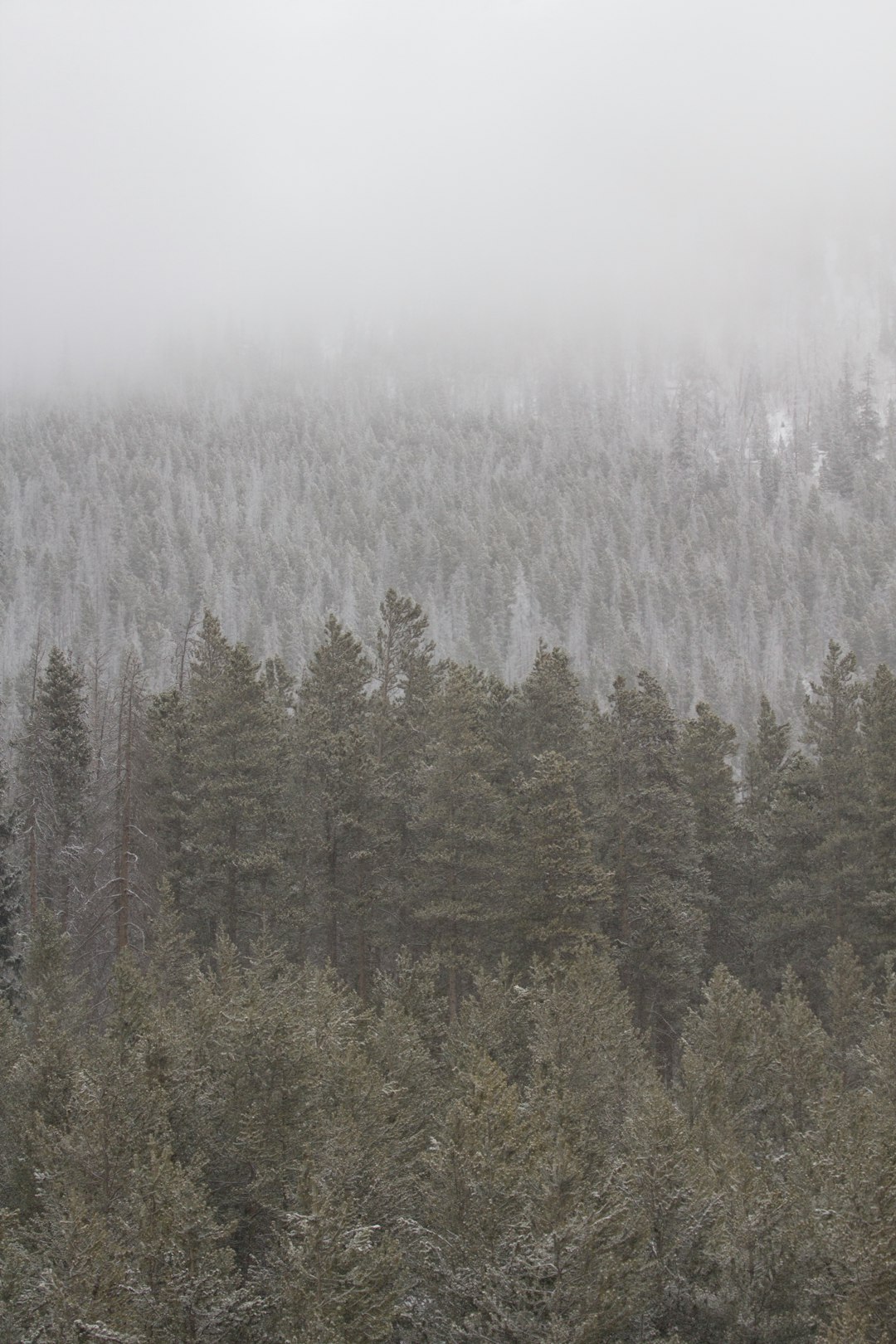 photo of Breckenridge Forest near Mount Bierstadt