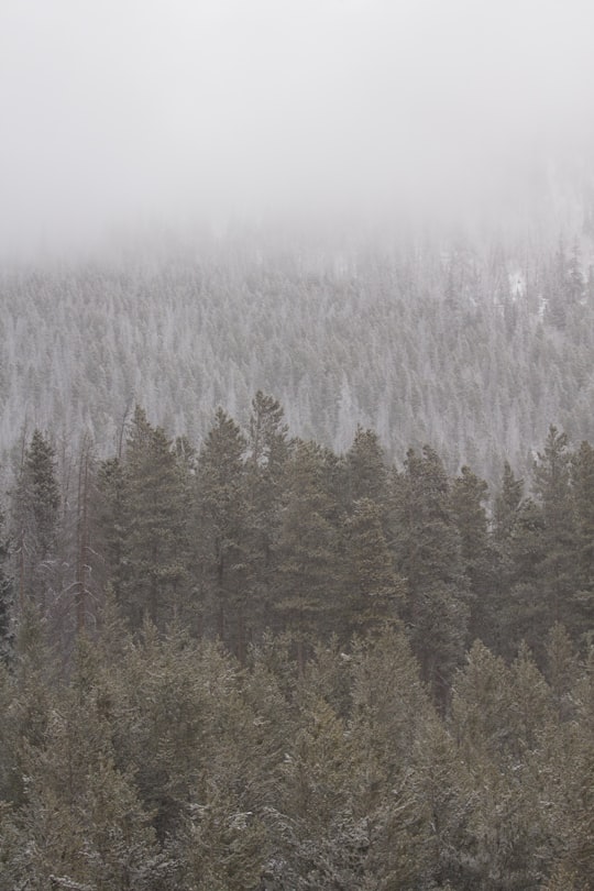 photo of Breckenridge Forest near Red Mountain