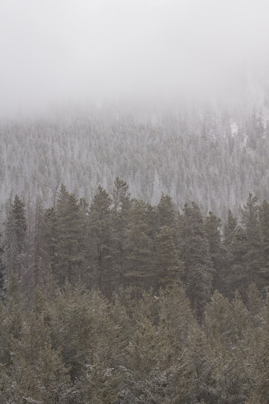 green trees surrounded by snow in Breckenridge United States