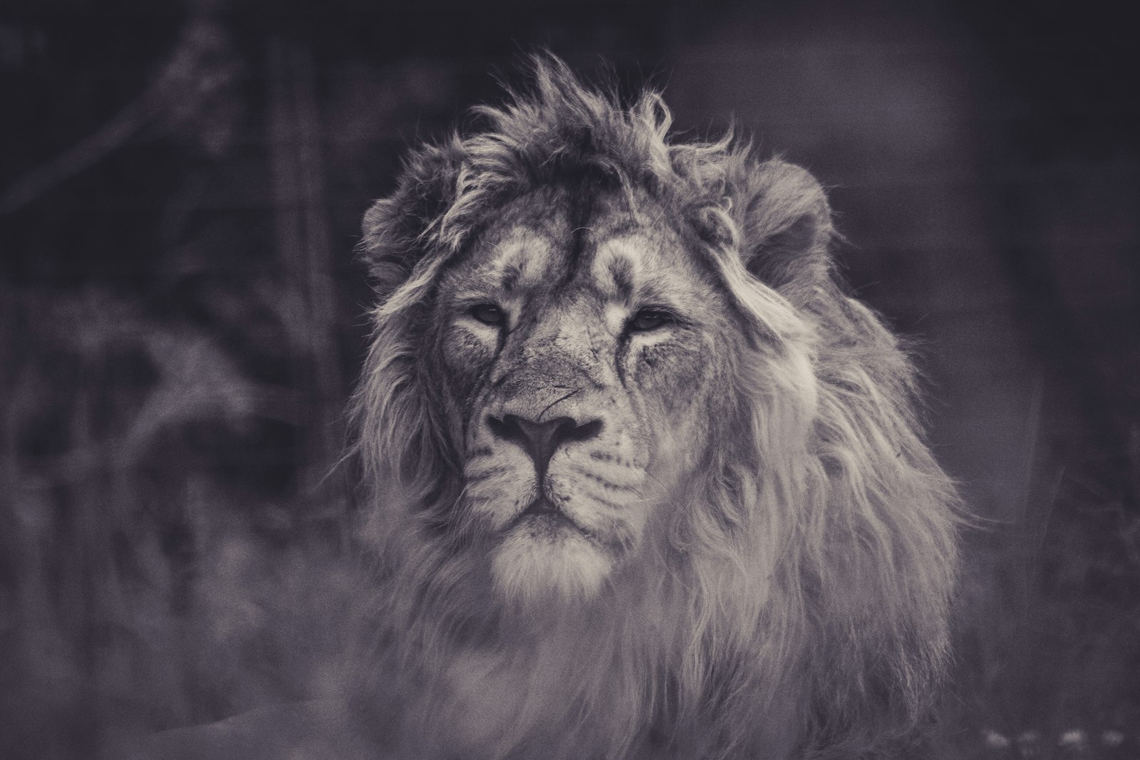 Sigma 150-500mm F5-6.3 DG OS HSM sample photo. Grayscale photography of lion photography