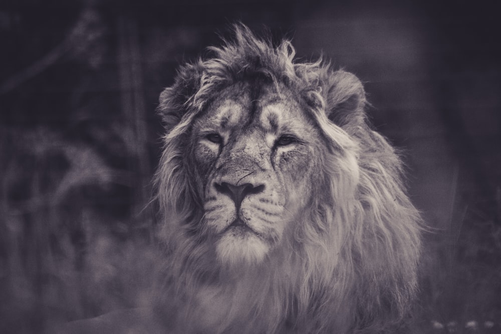 Photographie en niveaux de gris de Lion