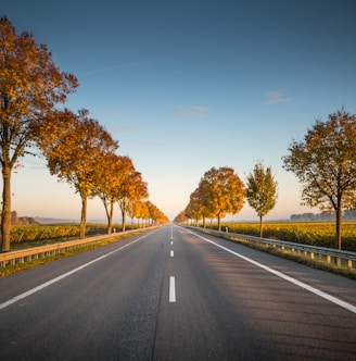 long straight road with trees on the side