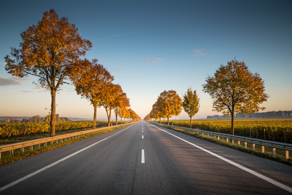 Lange gerade Straße mit Bäumen am Rand