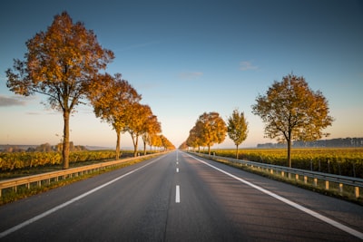 long straight road with trees on the side road teams background