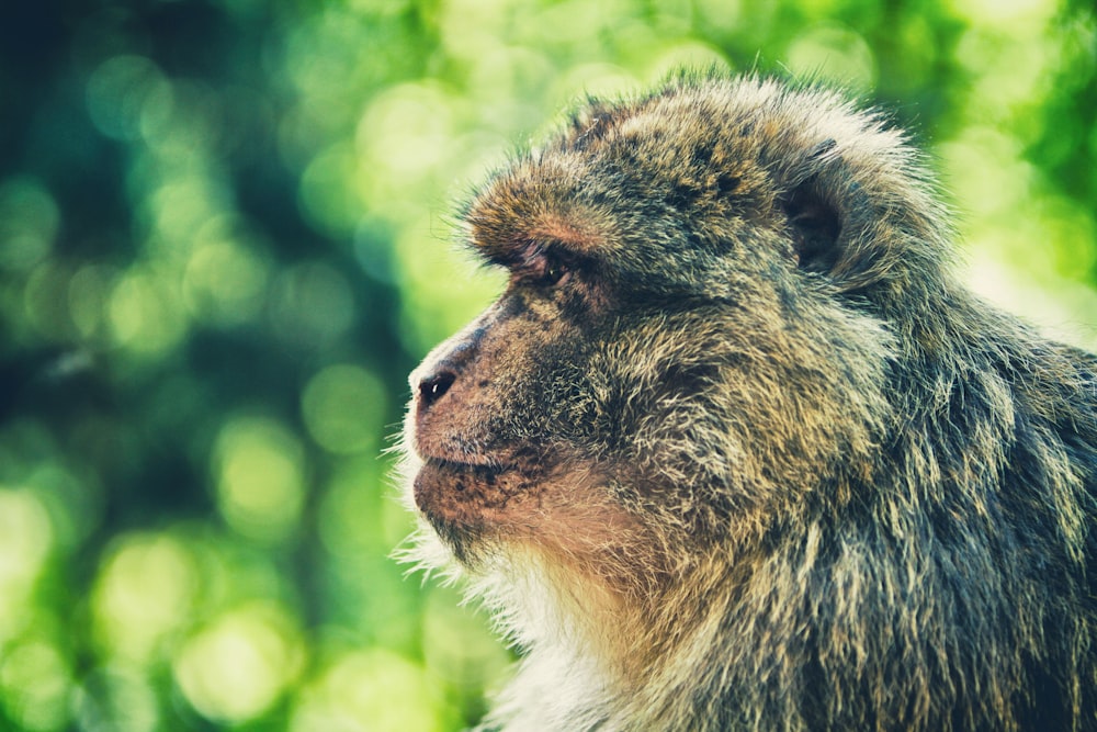 macro photography of monkey