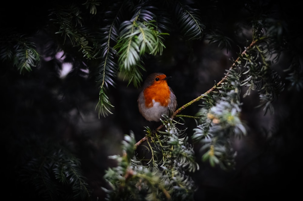 orange bird on tree branch