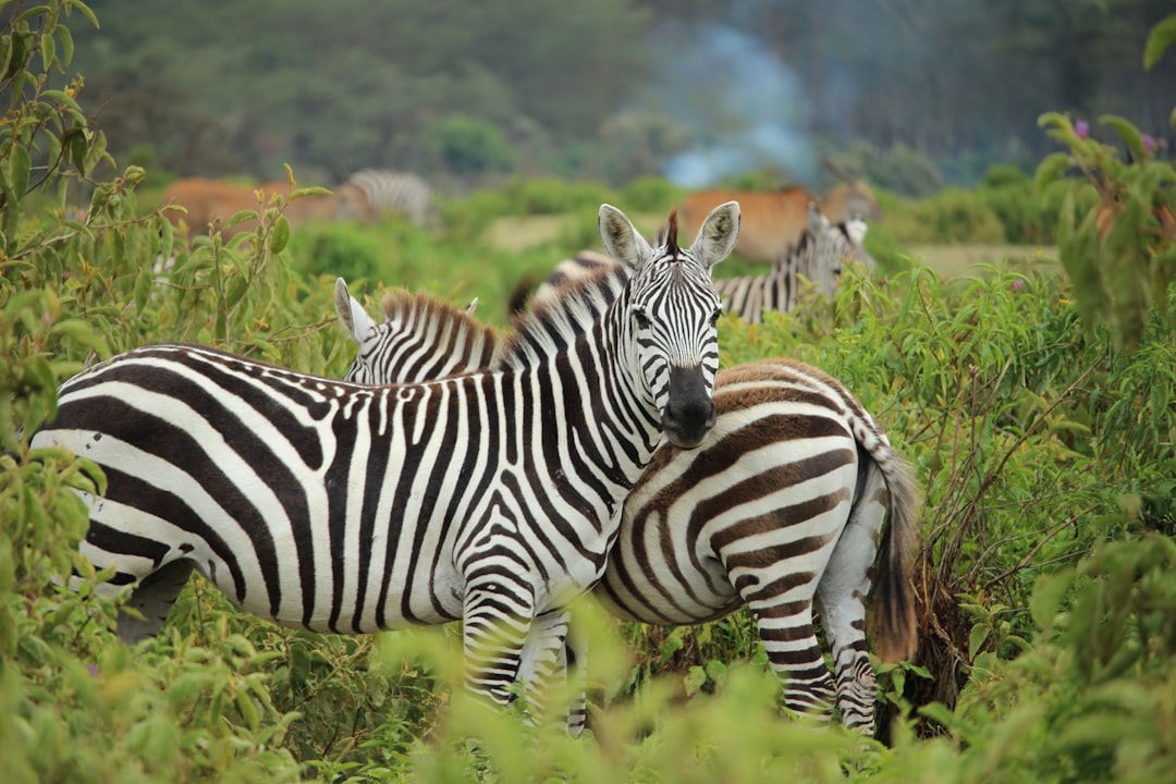 Wildlife photo spot Mount Longonot hiking Trail Giraffe Manor