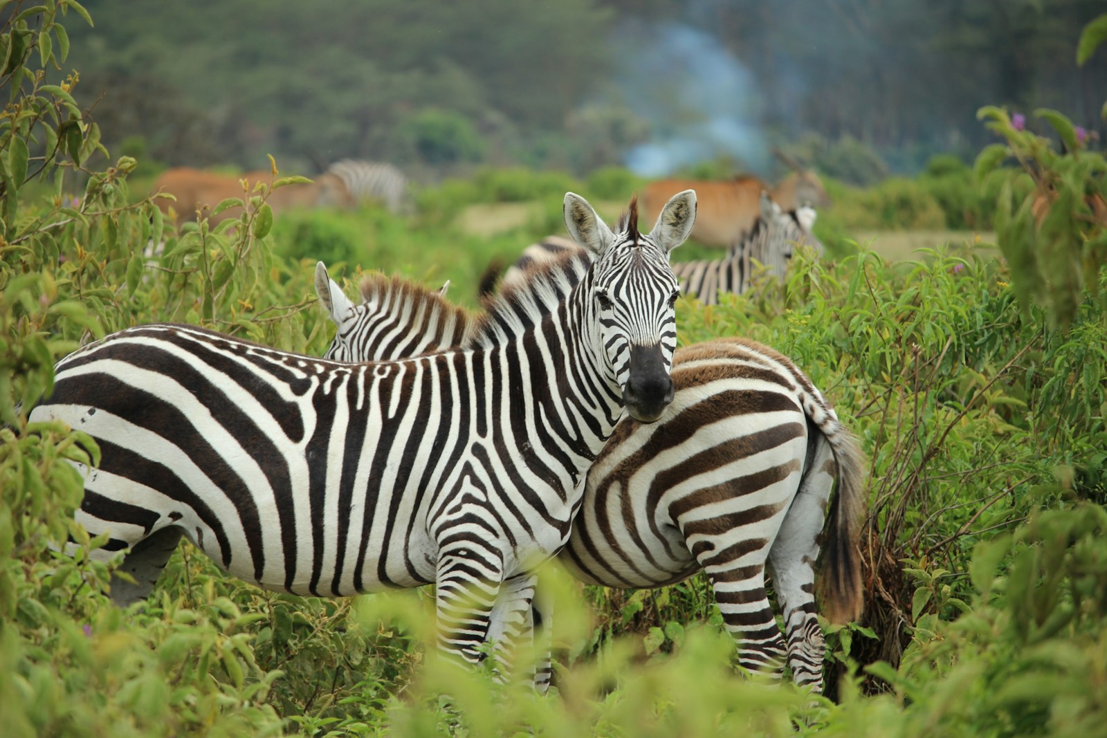 Canon EOS 600D (Rebel EOS T3i / EOS Kiss X5) + Canon EF-S 55-250mm F4-5.6 IS STM sample photo. Zebra on green farm photography