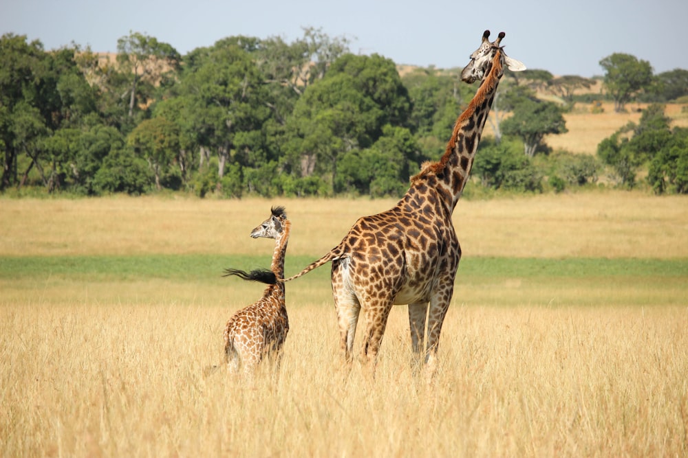 giraffe with young grazing on the field