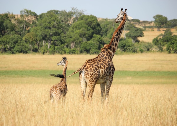 giraffe with young grazing on the field