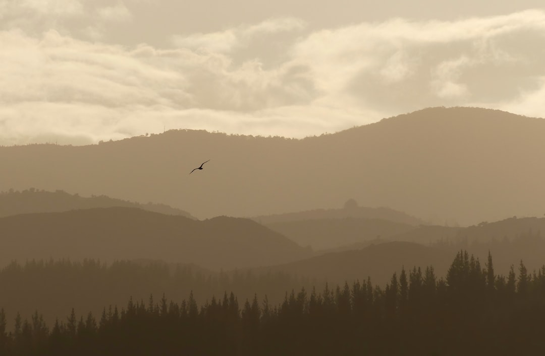 travelers stories about Hill in Abel Tasman National Park, New Zealand