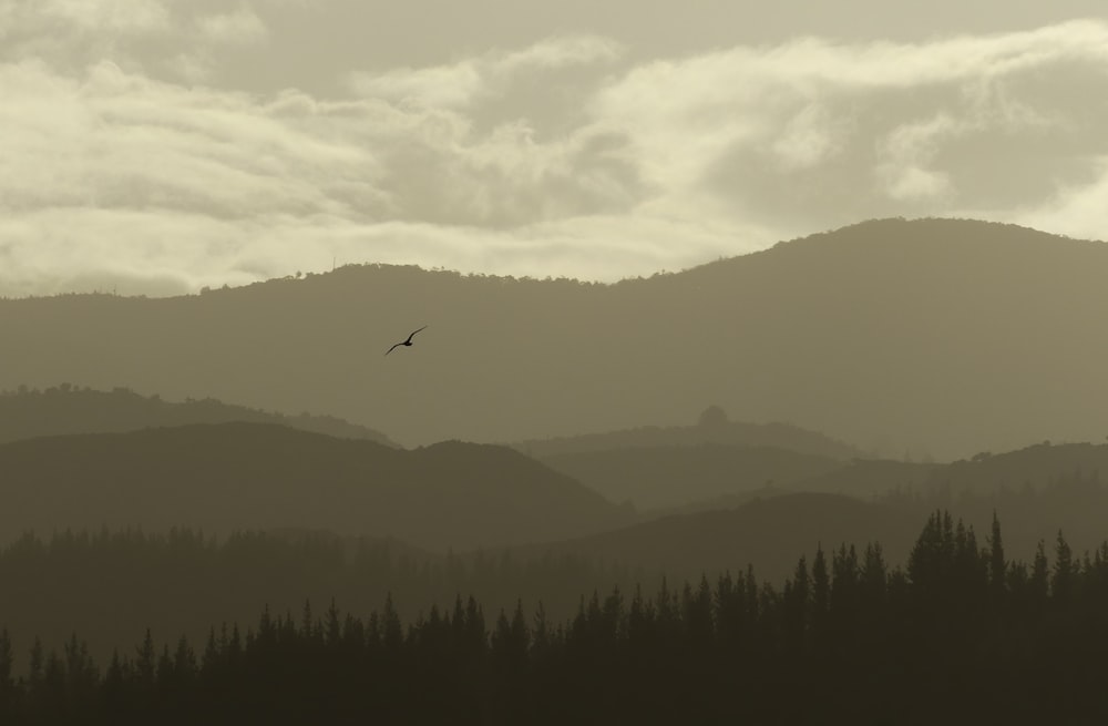 bird flying over mountain with trees