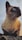 A Siamese cat with striking blue eyes is perched on a surface, gazing intently to the side. Its fur is a mix of cream and dark brown, with darker shades on the face, ears, and paws. Whiskers are clearly visible, adding to its alert demeanor. The background is a soft, cloudy sky.