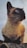 A Siamese cat with striking blue eyes is perched on a surface, gazing intently to the side. Its fur is a mix of cream and dark brown, with darker shades on the face, ears, and paws. Whiskers are clearly visible, adding to its alert demeanor. The background is a soft, cloudy sky.
