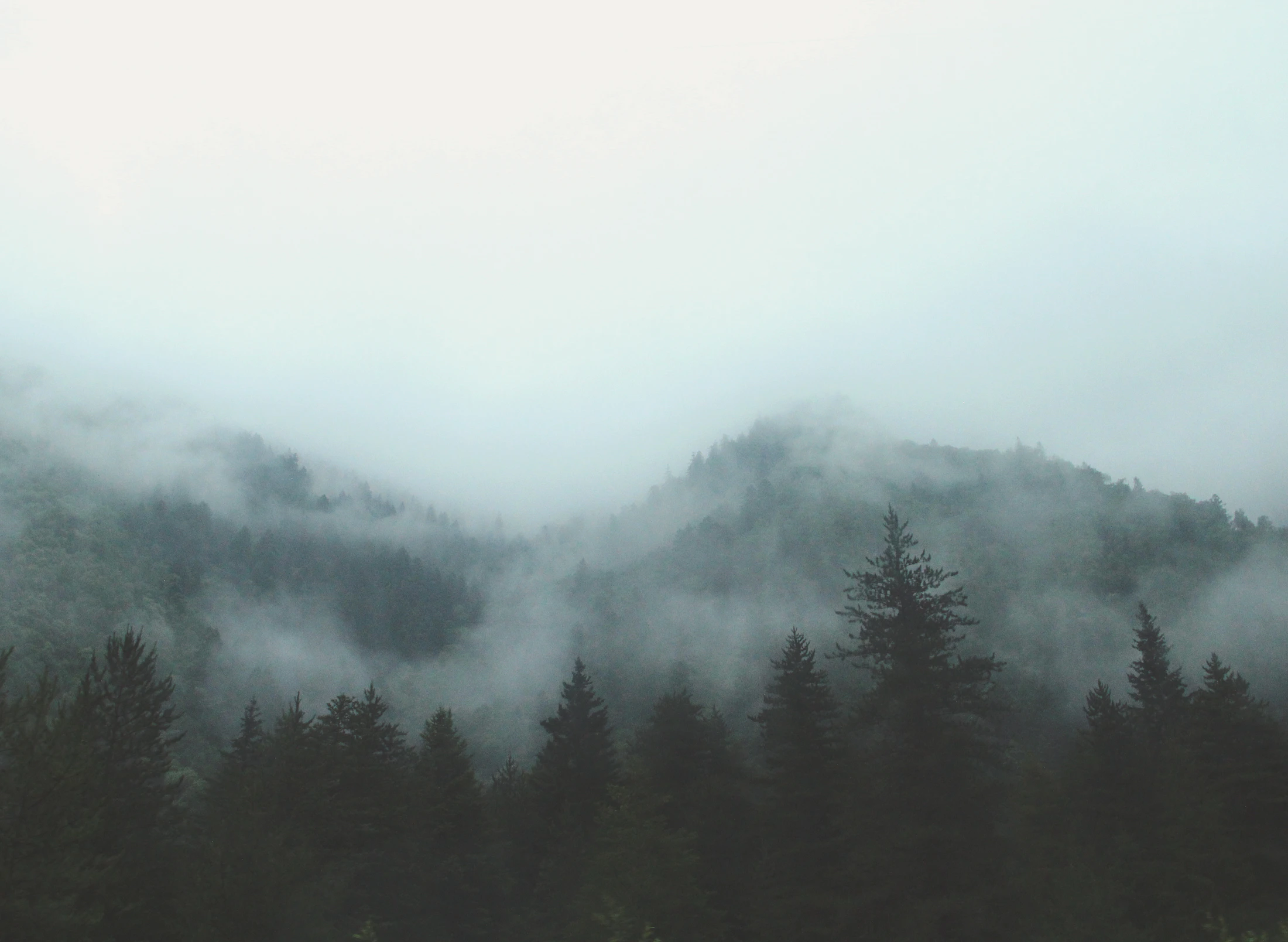 Bosque en niebla — sensación de espacio para respirar