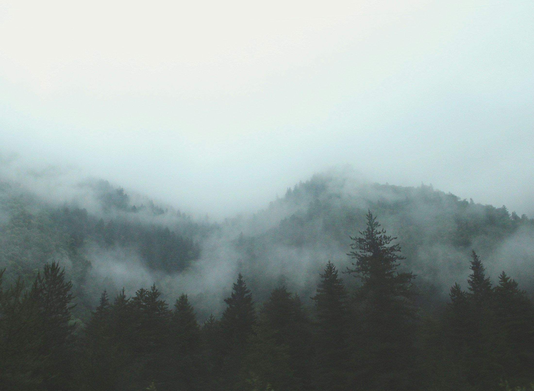 Fog moving through evergreen ridges at first light.