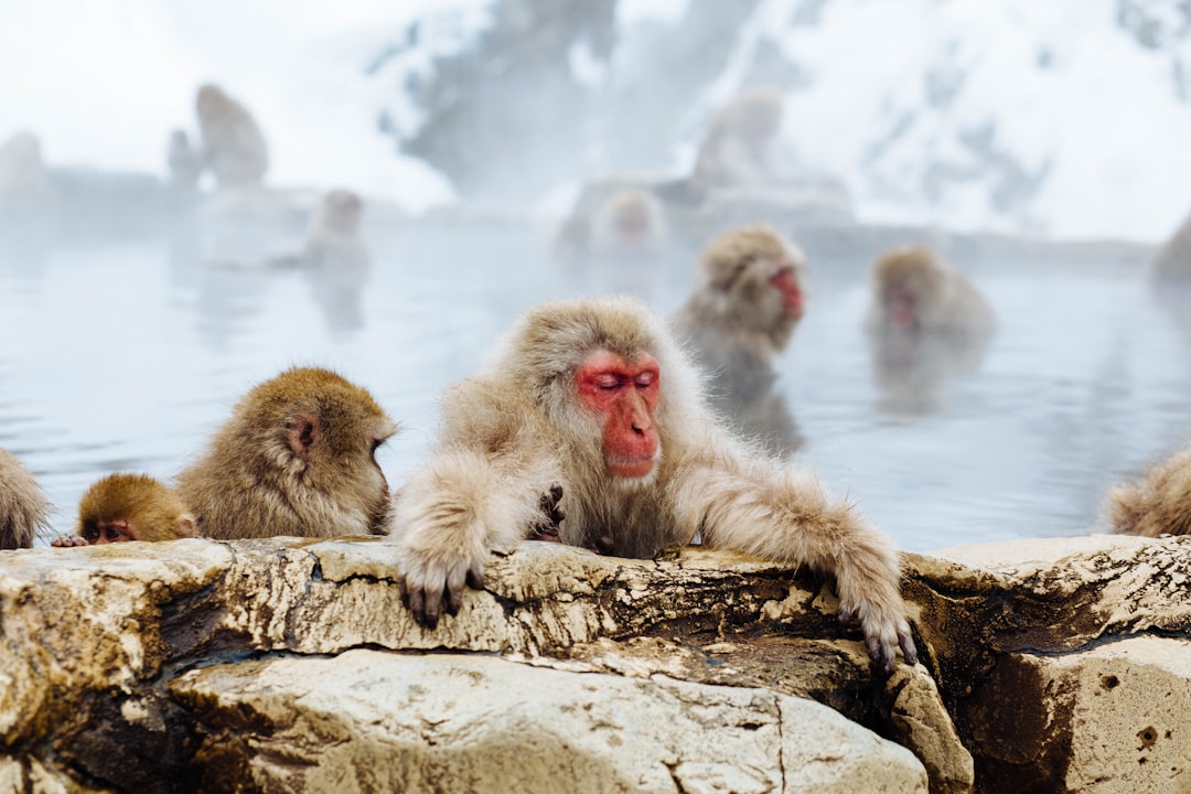 Wildlife photo spot Snow Monkey Niseko Otaru