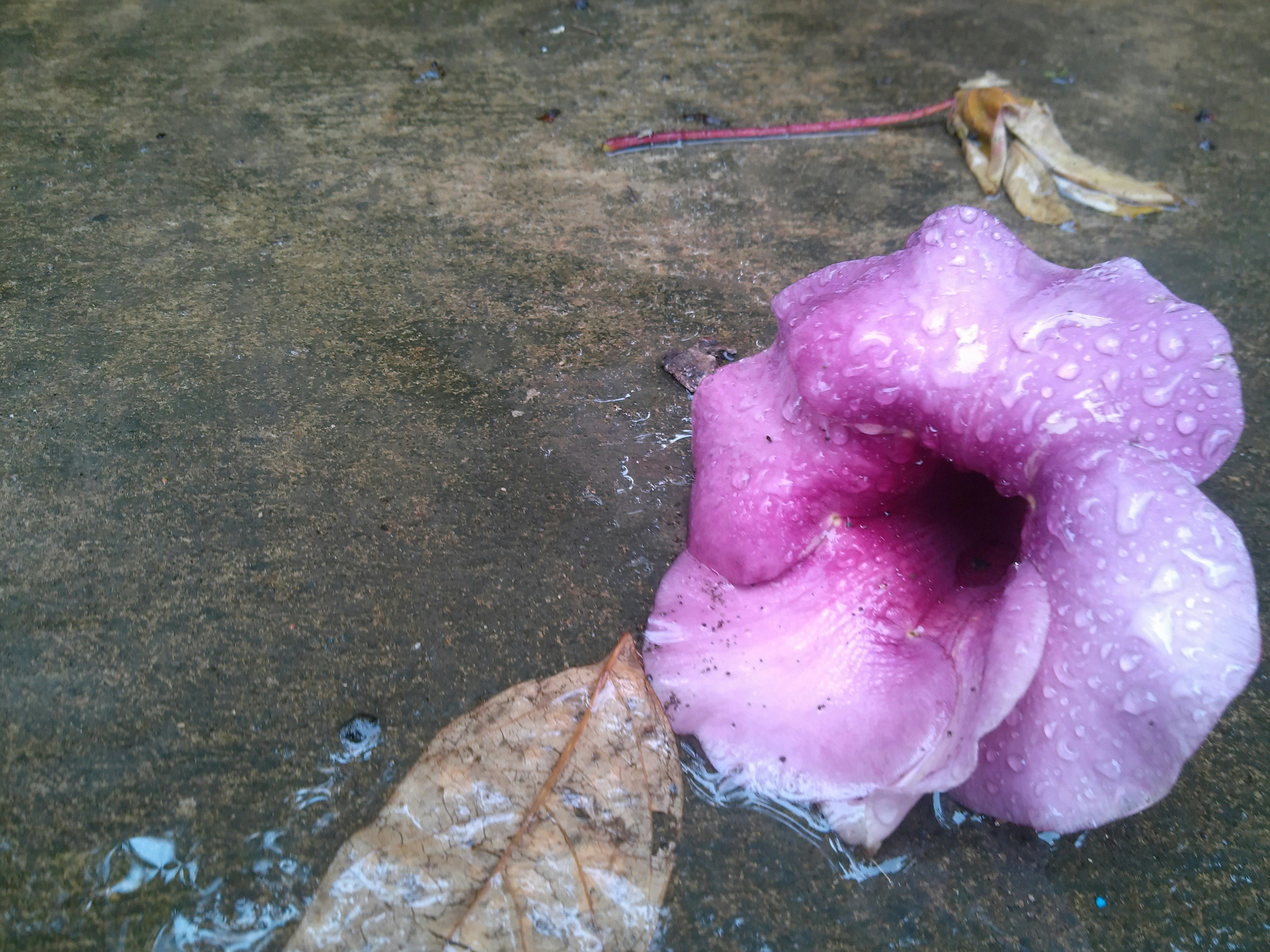 Free Unsplash photo from Patricia Carruido