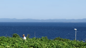 A scenic view of a vineyard with a person in a white shirt and hat standing among the lush green vines. In the background, a vast blue sea stretches toward a distant range of hills under a clear blue sky. Also visible is a single pole-like structure on the right side.